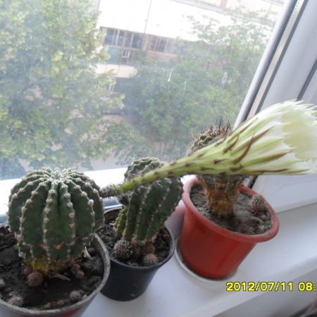 cactusi